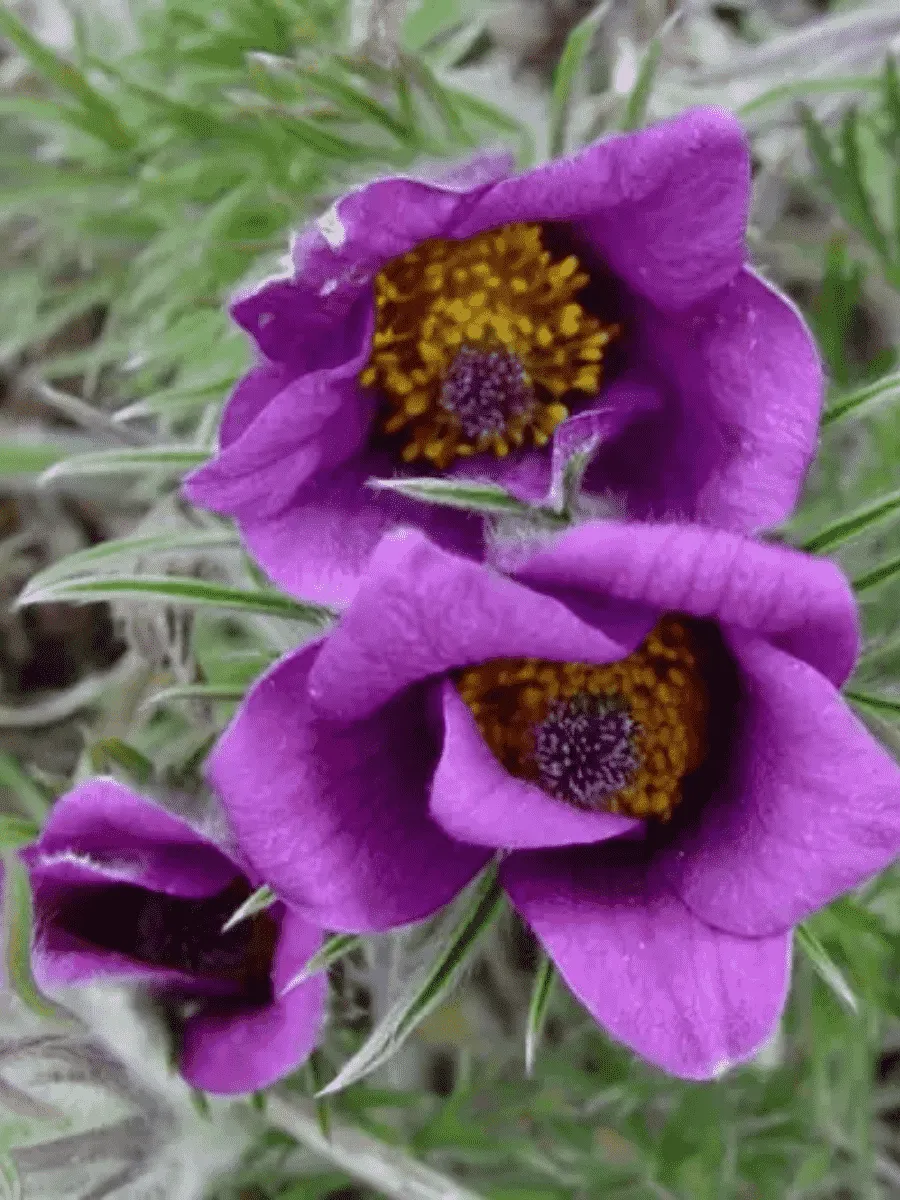 Прострел обыкновенный Blaue Glocke Прострел обыкновенный Blaue Glocke