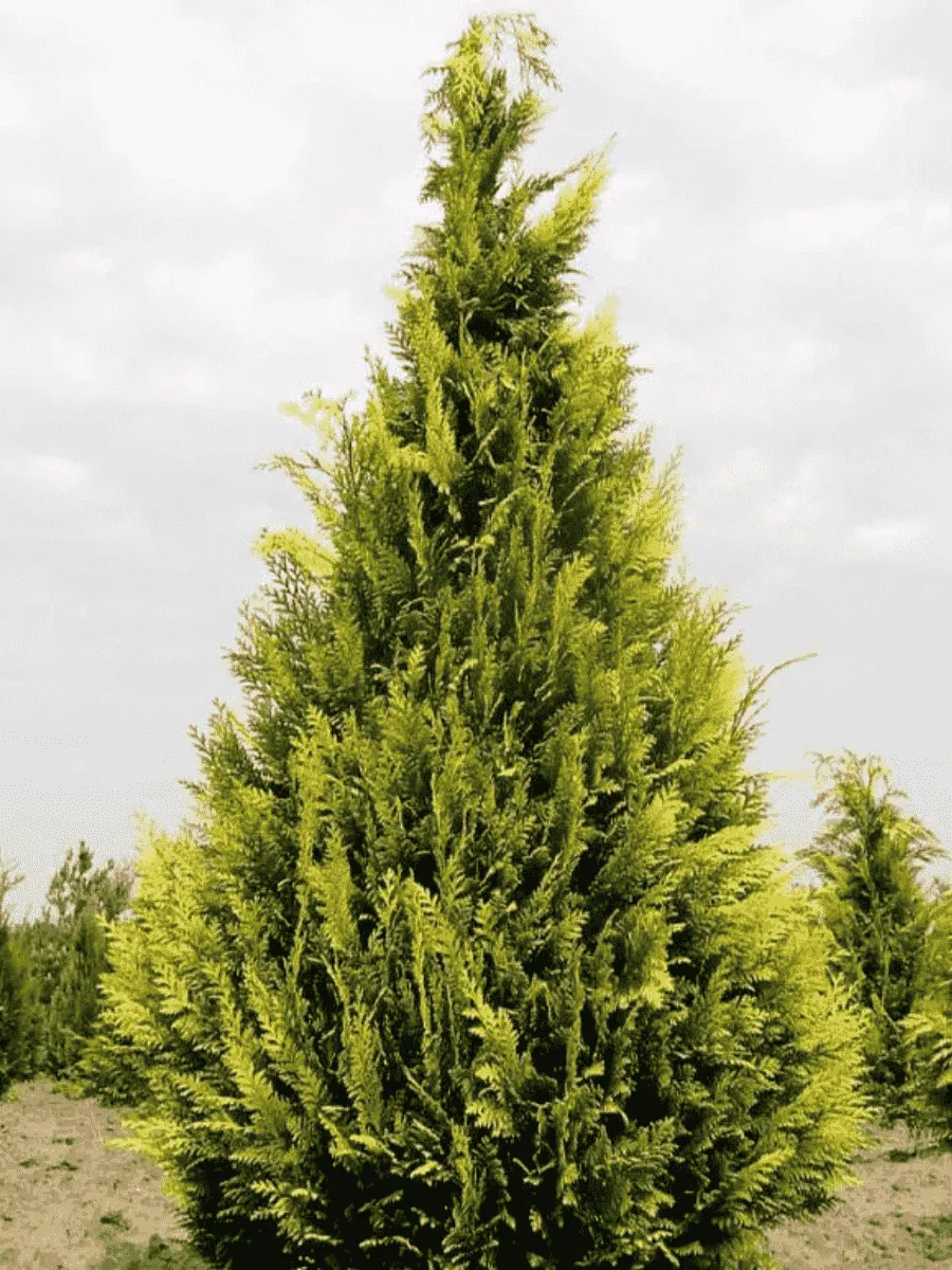 Кипарисовик Лавсона Stewartii