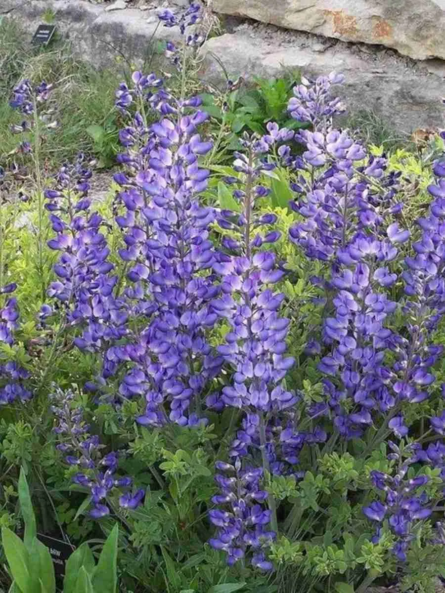 Баптизия Австралийская