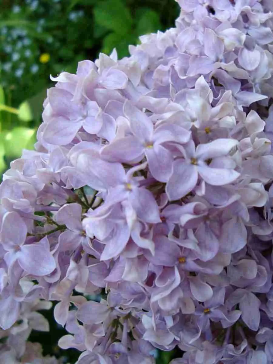 Сирень обыкновенная Воспоминание о Павловске