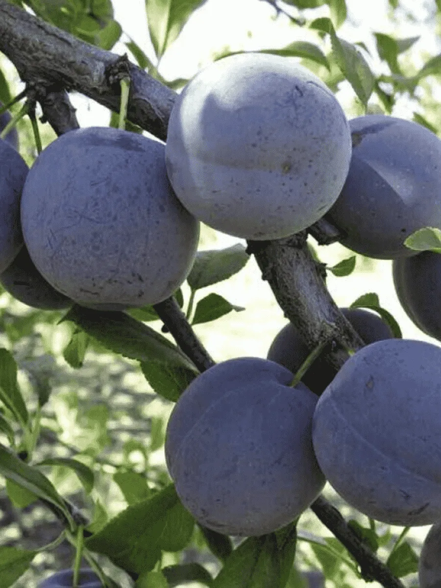 Слива Ренклод советский Слива Ренклод советский