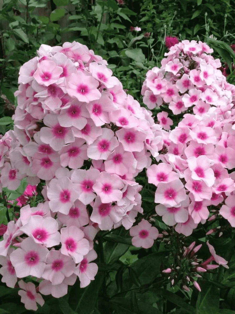 Флокс метельчатый Bright Eyes