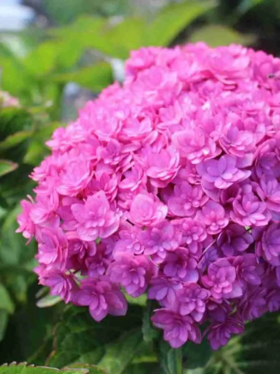 Гортензия крупнолистная You And Me Together