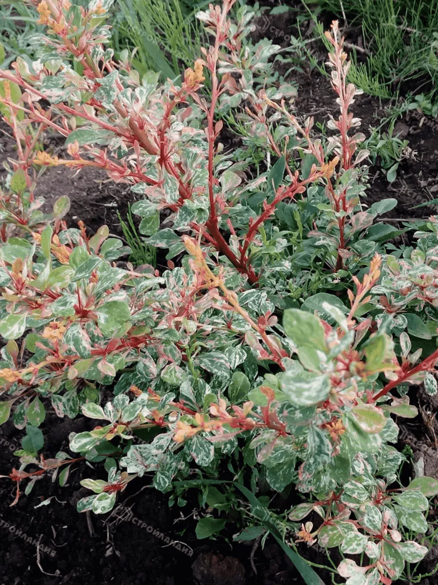 Барбарис Тунберга Natasza