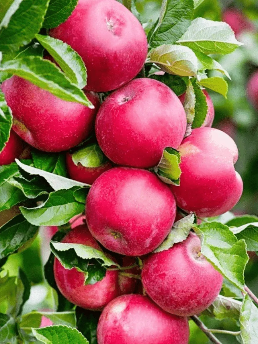 Яблоня Колоновидная Арбат