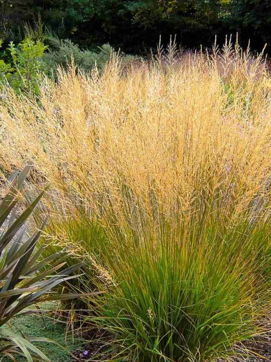 Молиния голубая Poul Petersen