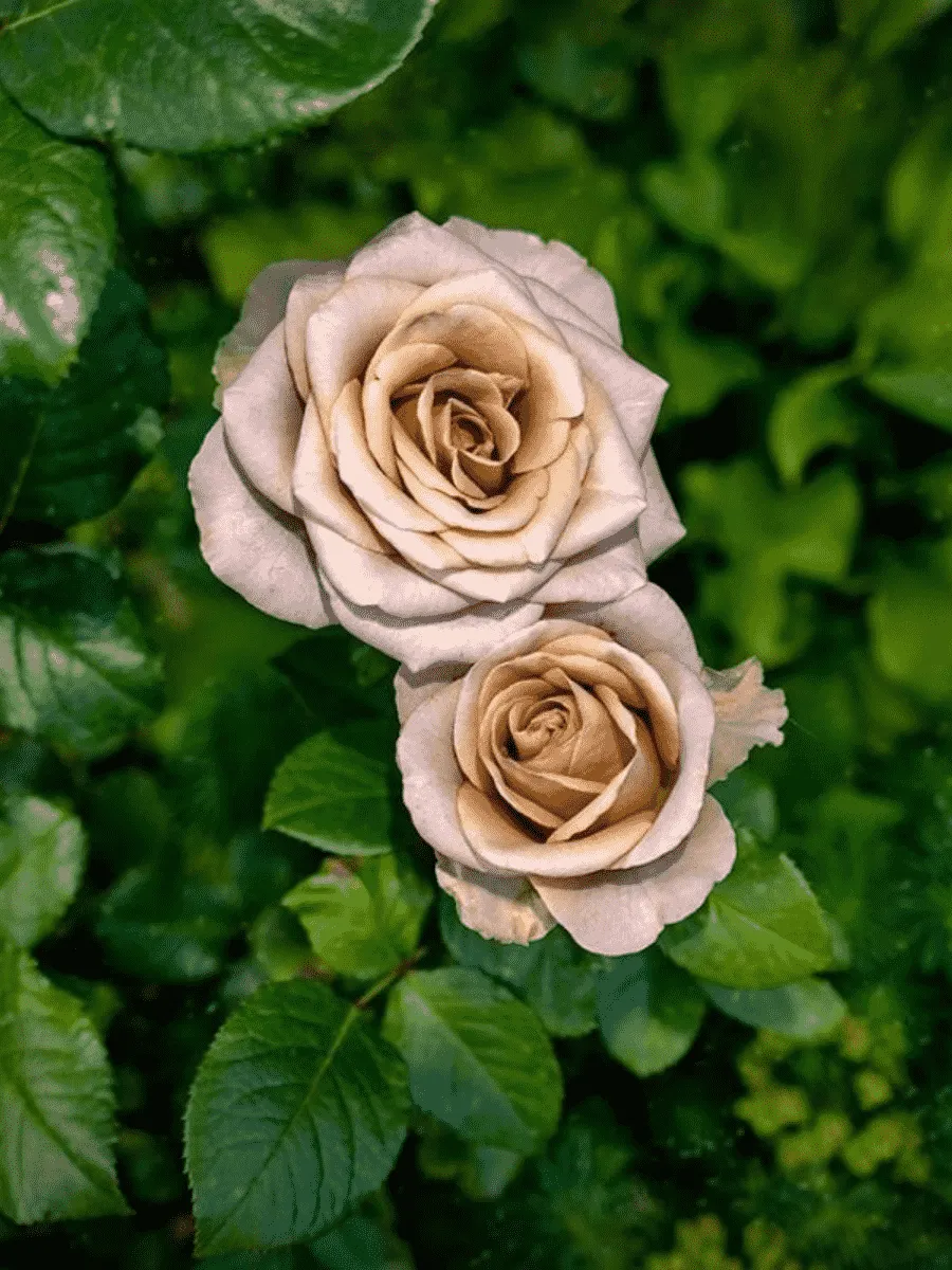 Роза чайно-гибридная Amnesia