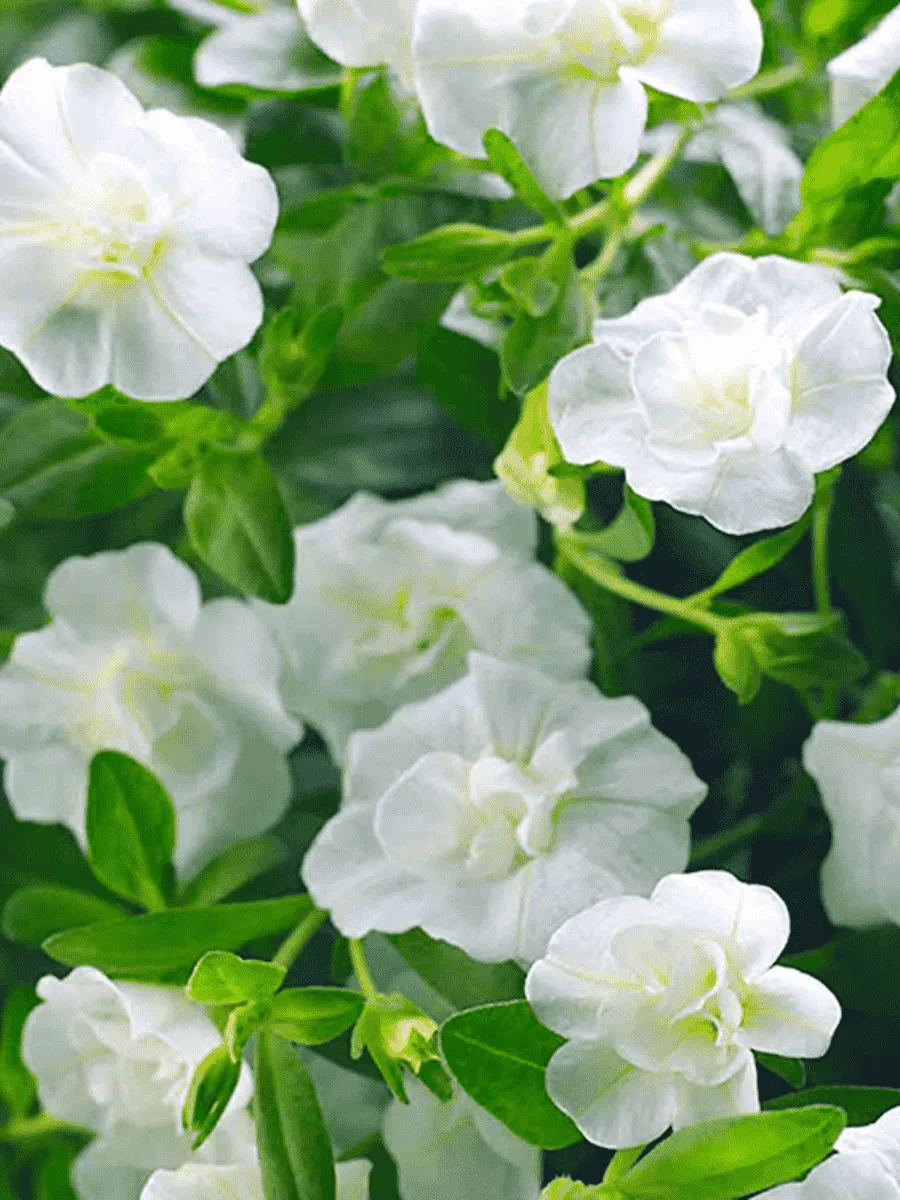 Калибрахоа махровая M.F. Neo Double White Elegance