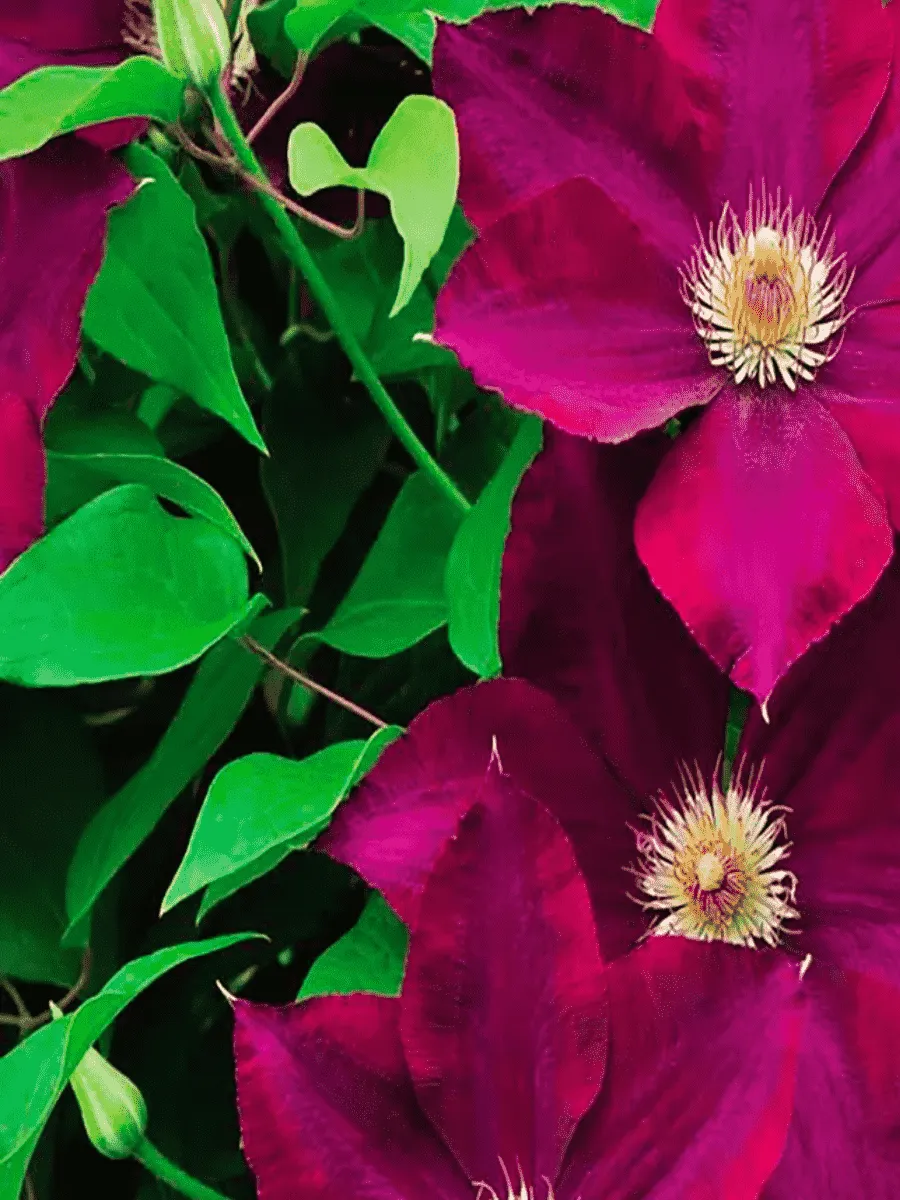 Клематис гибридный Mazowsze Клематис гибридный Mazowsze