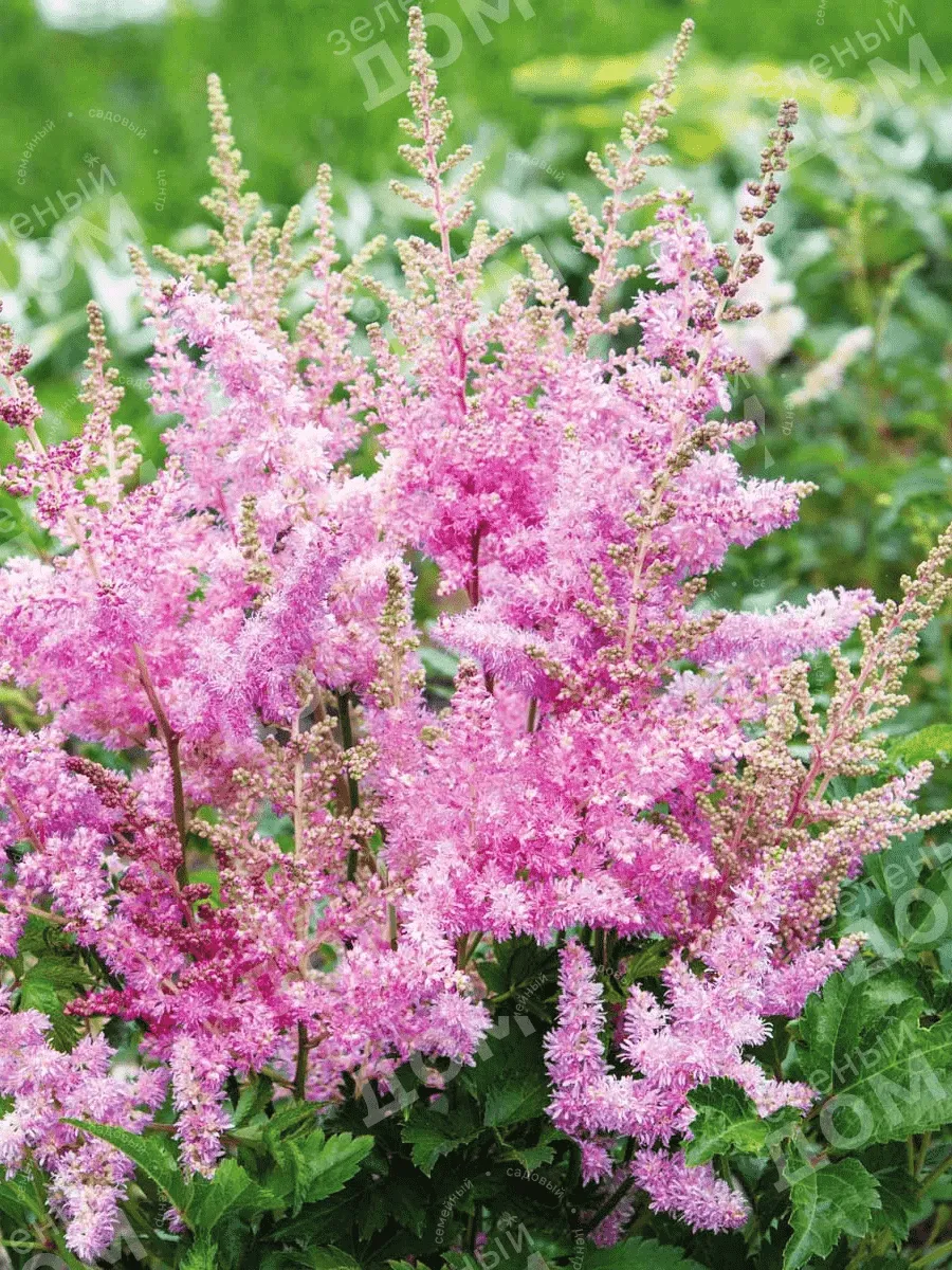 Астильба Арендса America