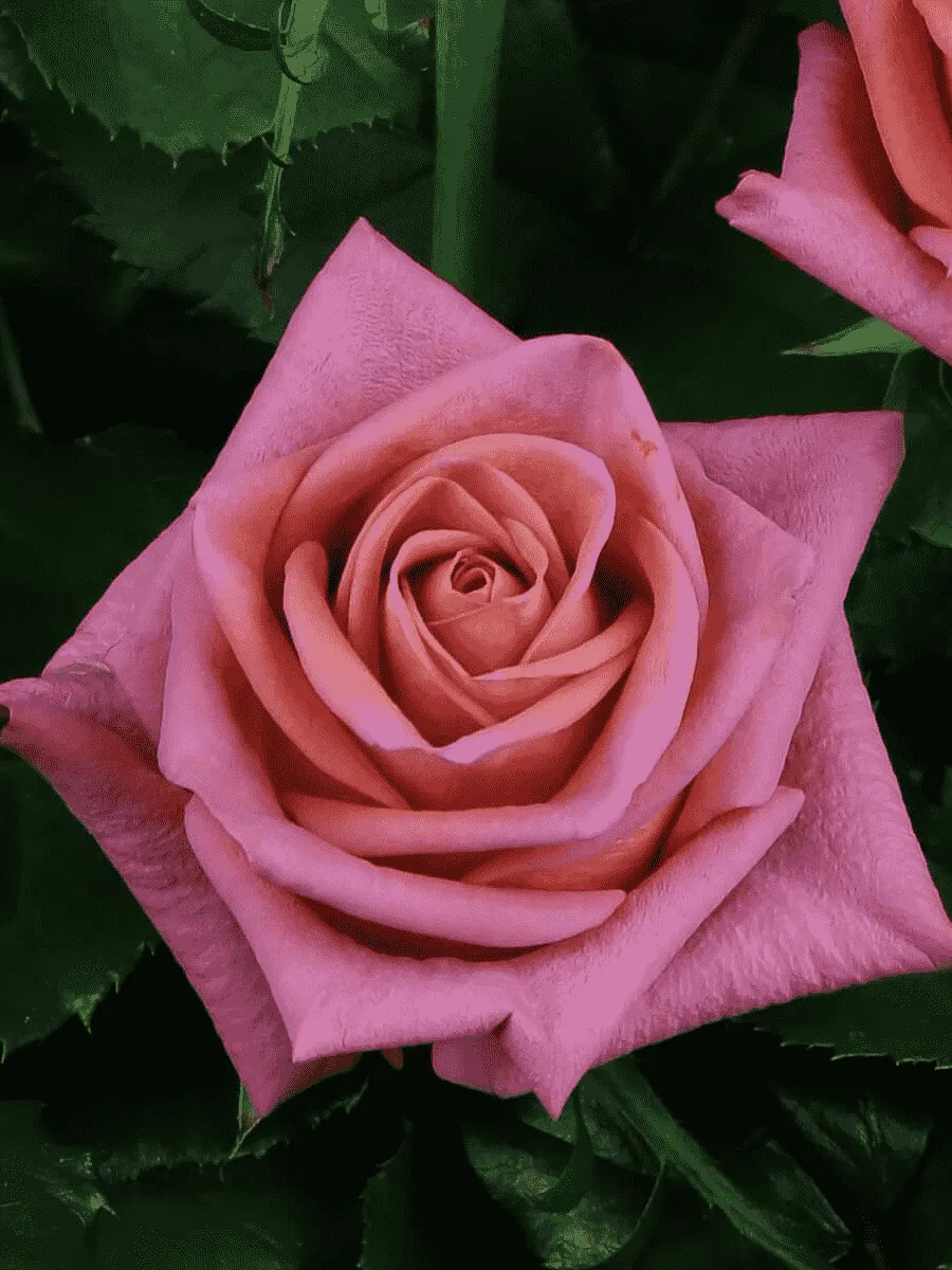 Роза чайно-гибридная  Barista