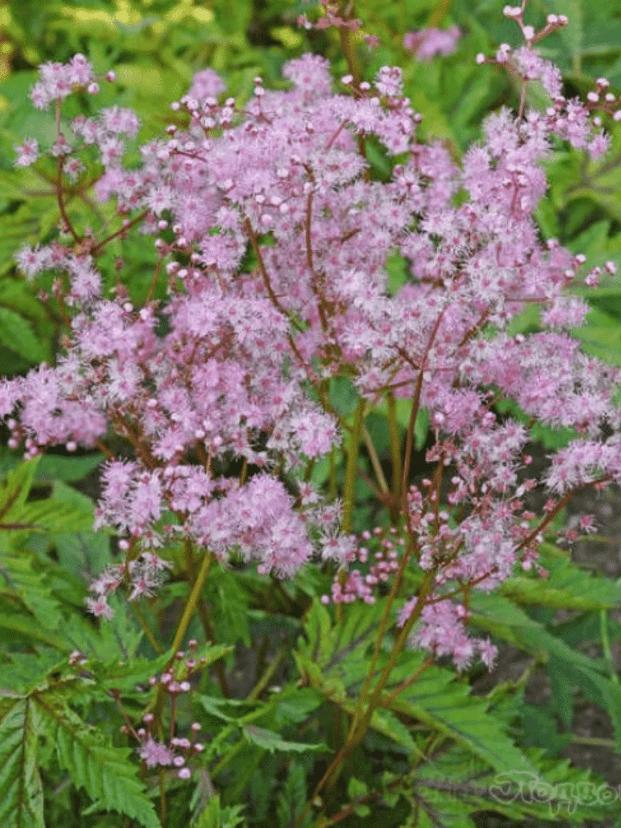 Лабазник пурпурный Red Umbrella Лабазник пурпурный Red Umbrella
