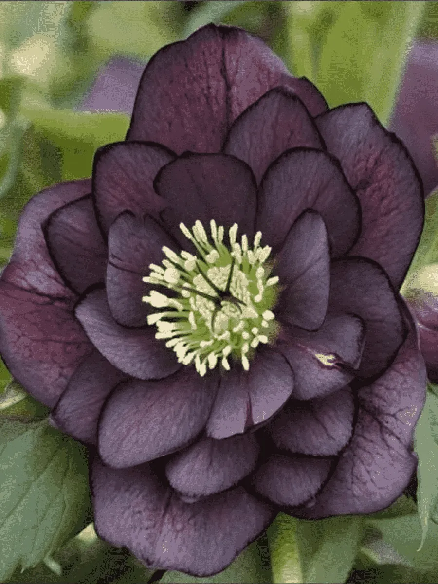 Морозник восточный Double Ellen Purple