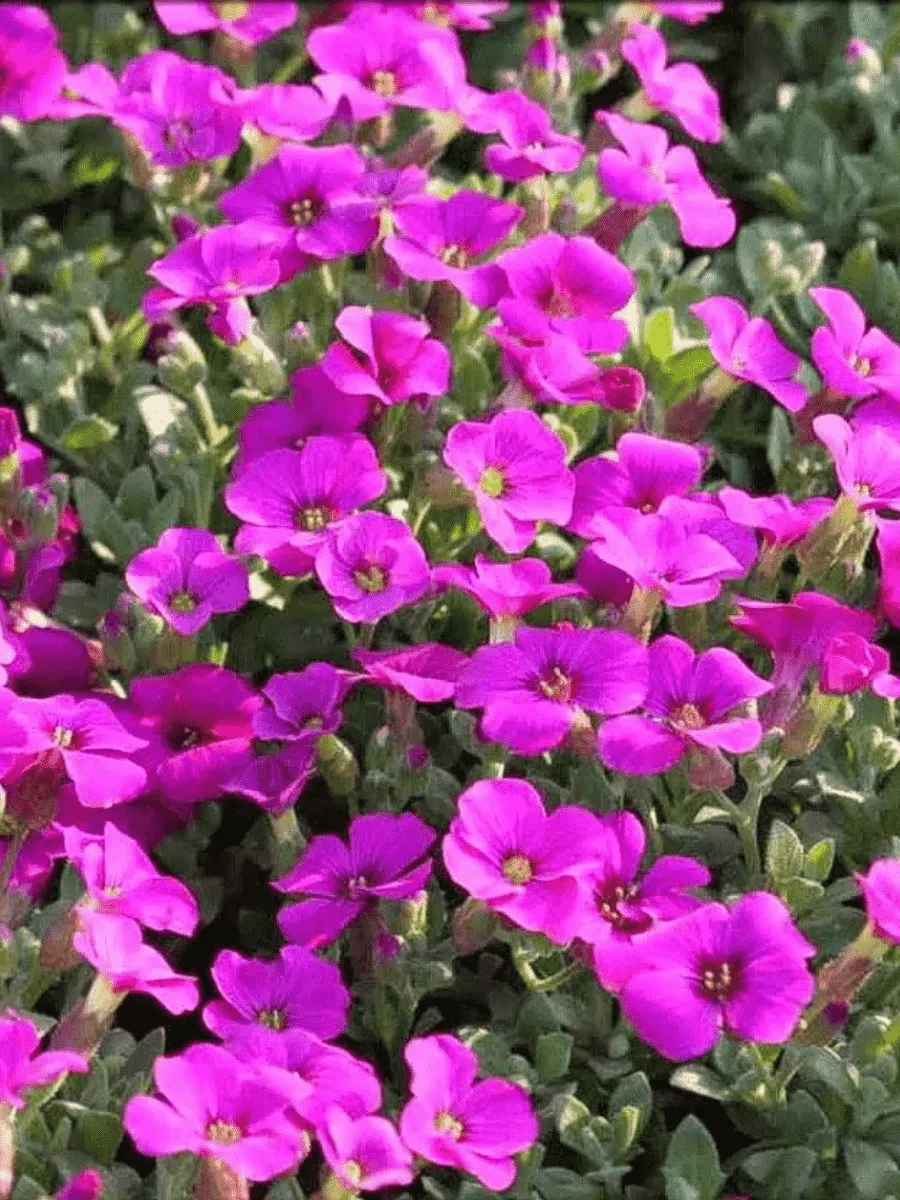 Аубриета Florado Rose