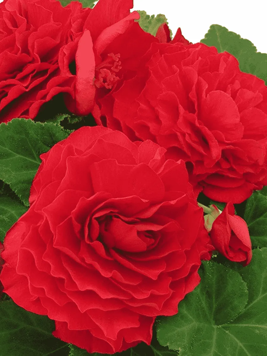 Бегония клубневая GO! Early Scarlet Red Бегония клубневая GO! Early Scarlet Red