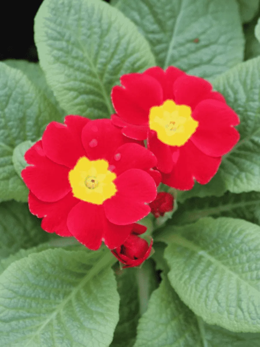 Примула Hethor Red