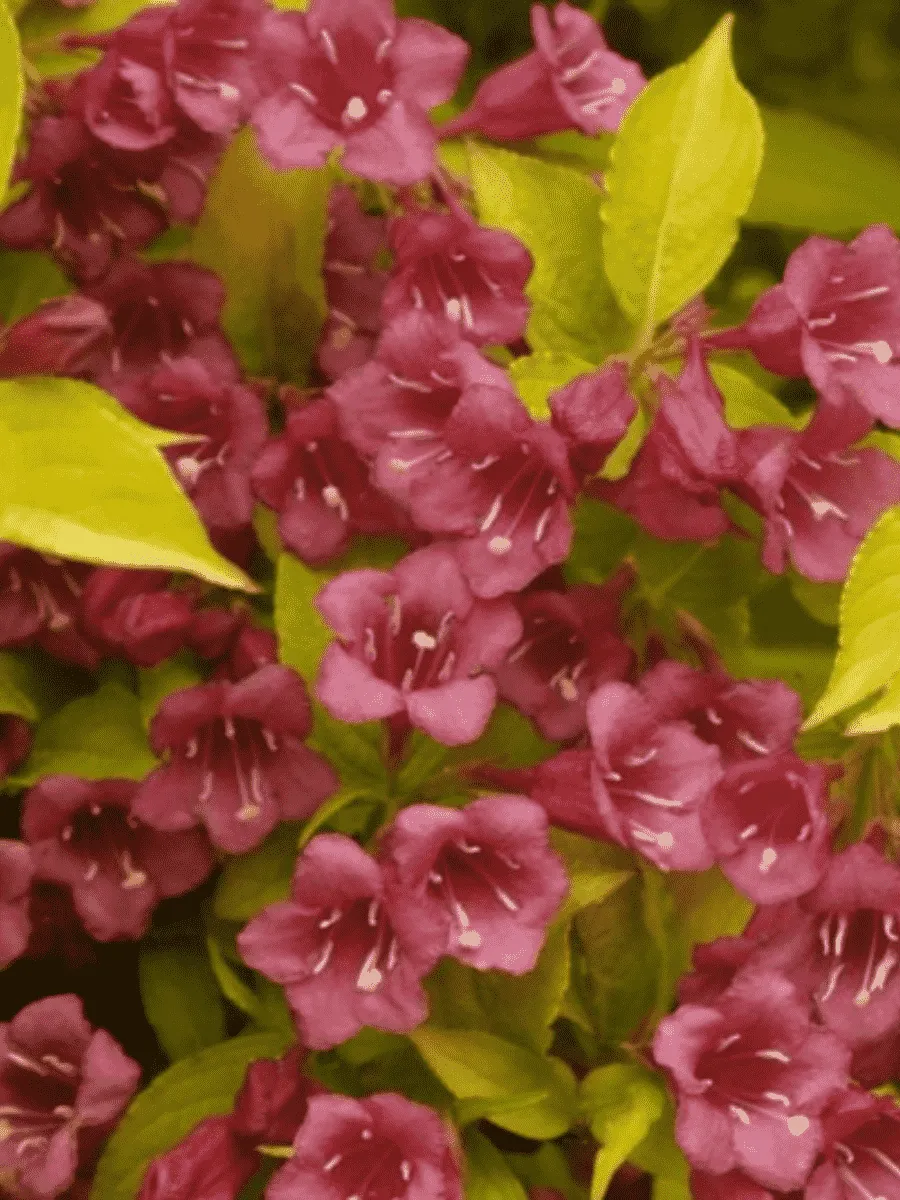 Вейгела цветущая Golden Jeans