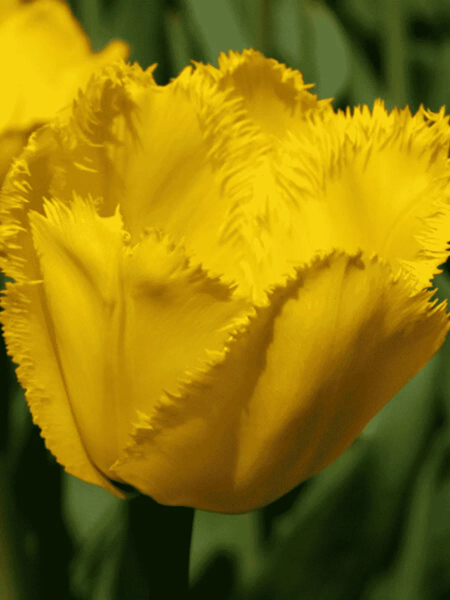 Тюльпан Crystal Star