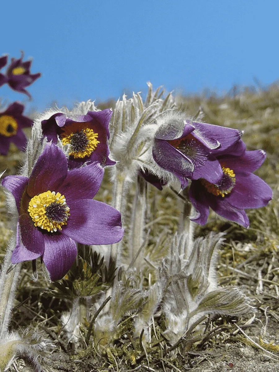 Прострел Горный Прострел Горный
