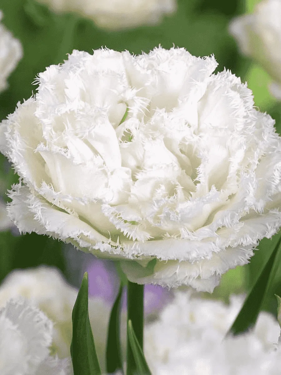 Тюльпан Snow Crystal