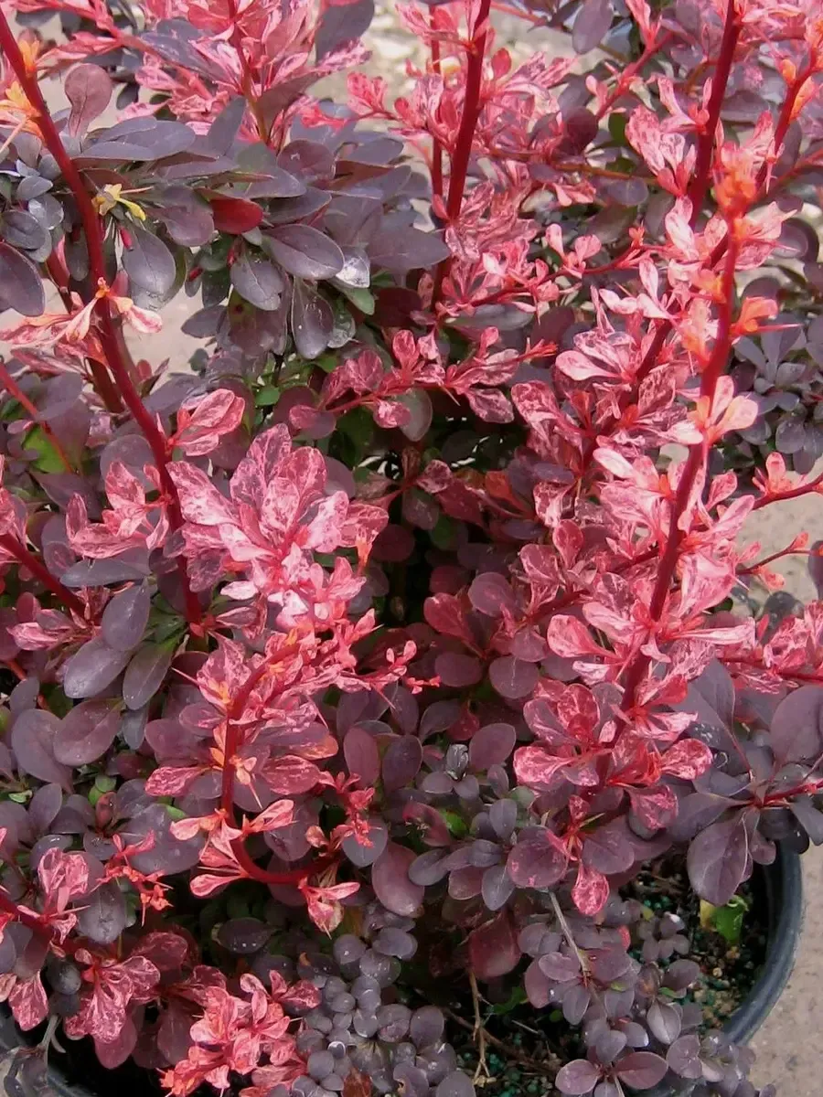 Барбарис Тунберга Rose Glow