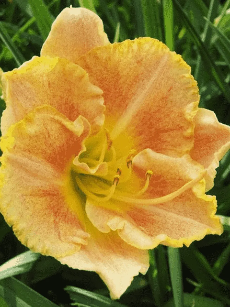 Лилейник Longfields Marmalade