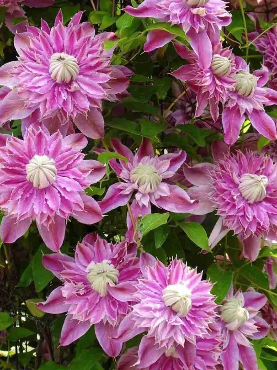 Клематис Josephine