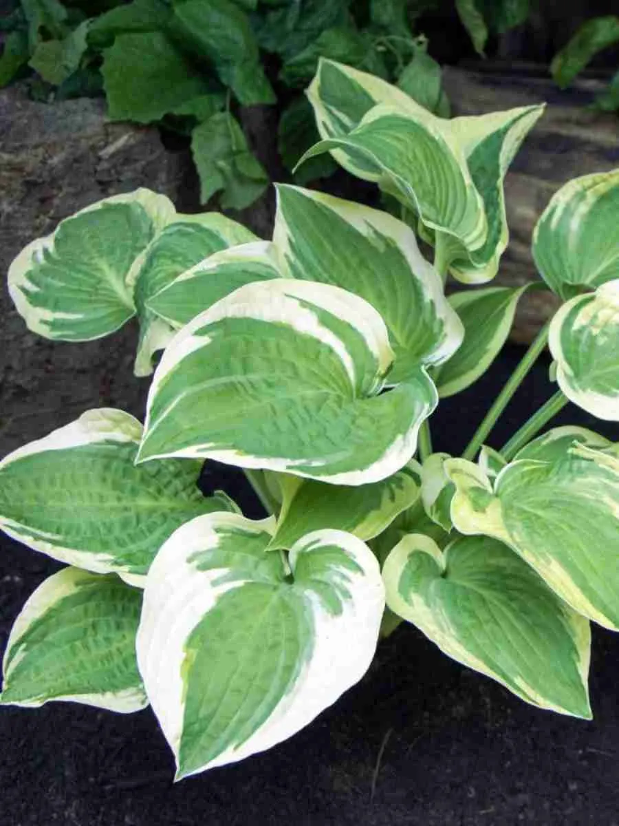 Хоста Austin Dickinson