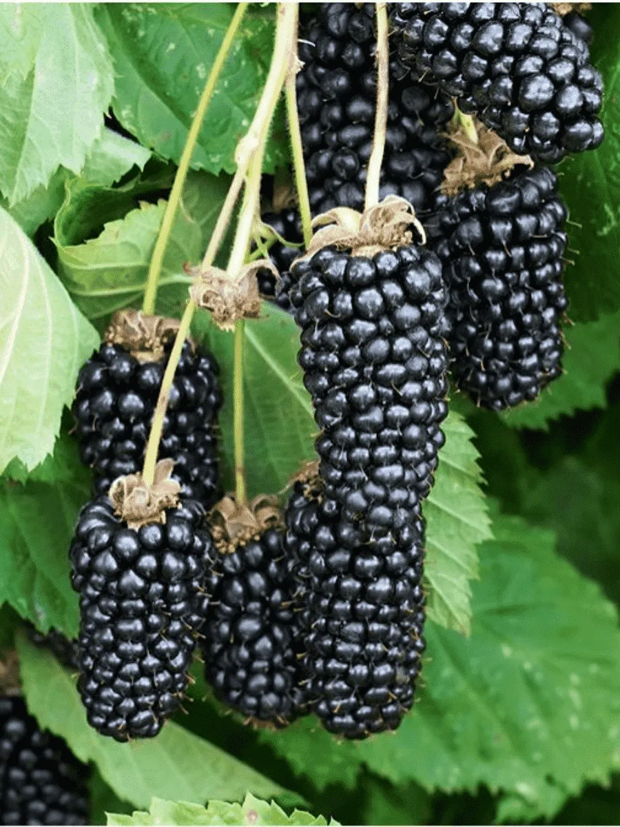 Ежевика Columbia Giant