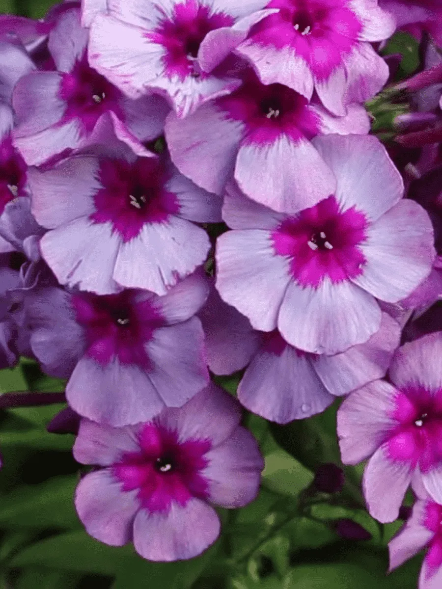 Флокс метельчатый Самоцветы