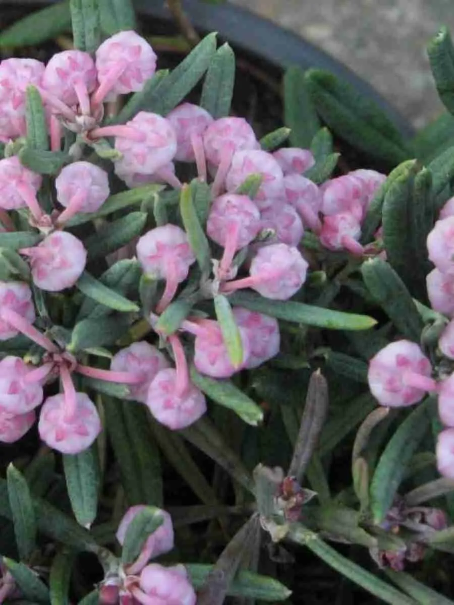 Андромеда многолистная Blue Ice