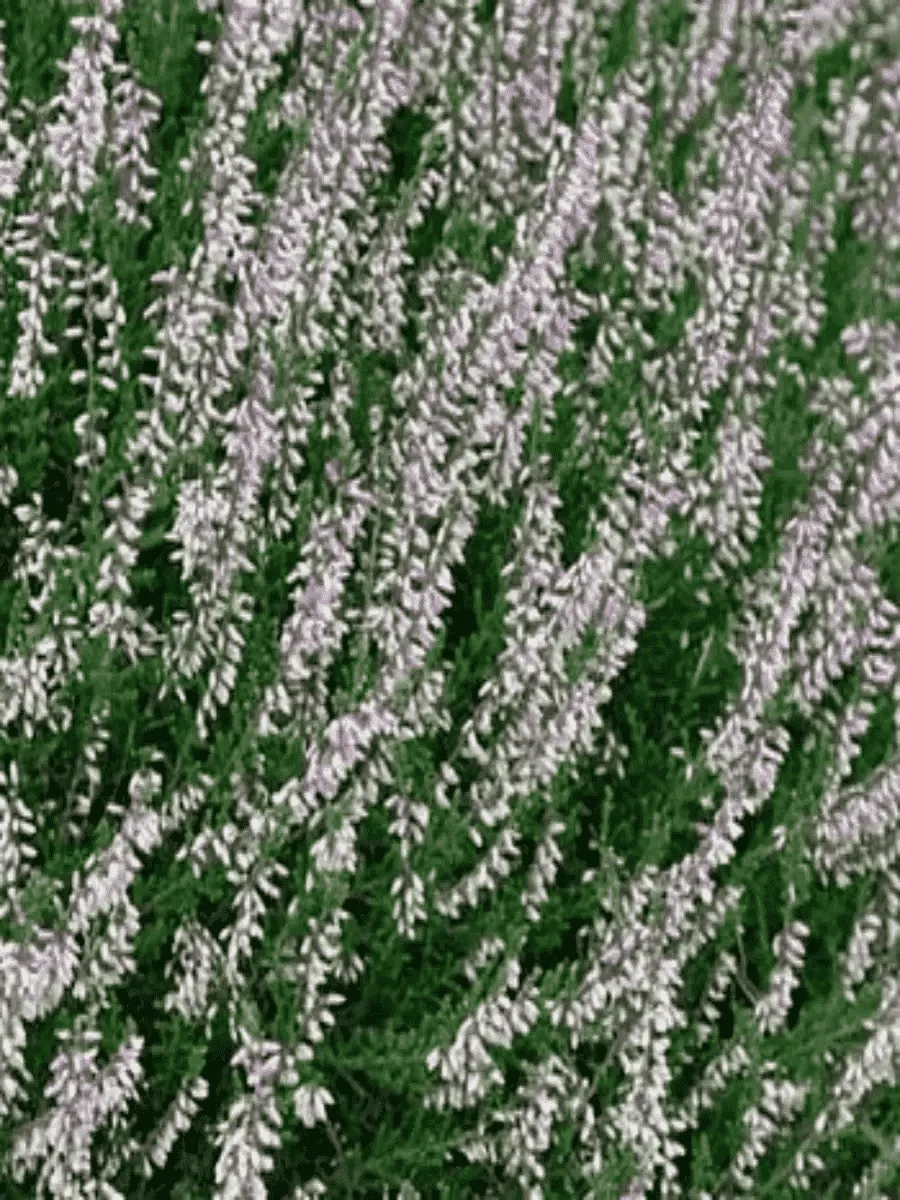 Вереск обыкновенный Hollandia