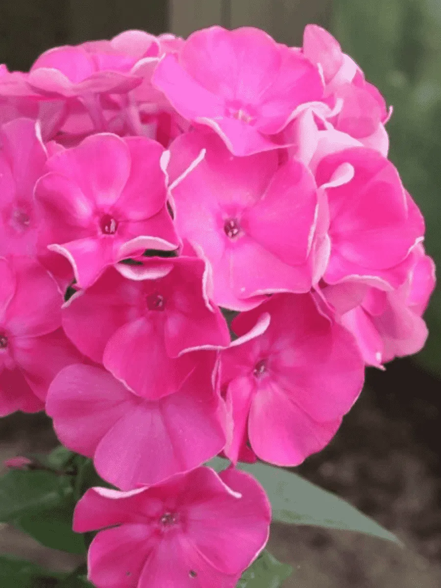 Флокс метельчатый Жюль Сандо