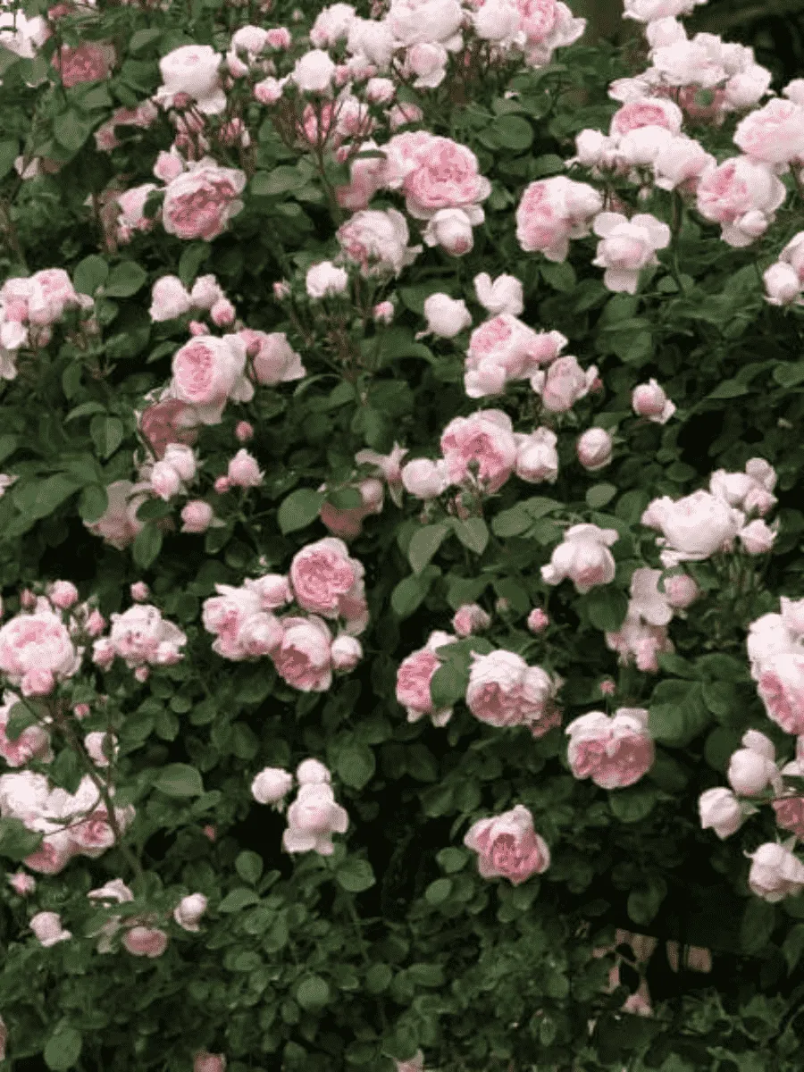 Роза  кустовая Cinderella