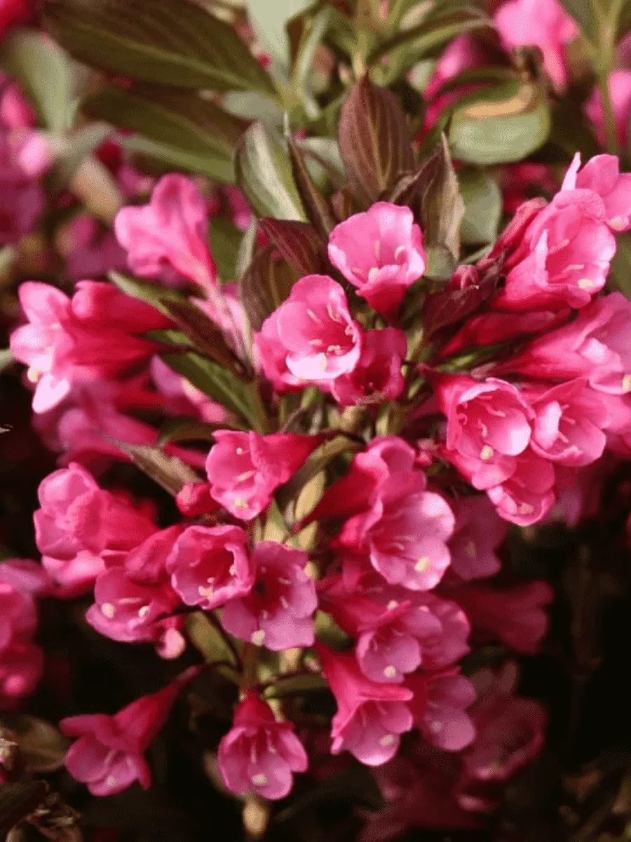 Вейгела гибридная Alexandra