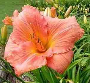 Лилейник Dress Code