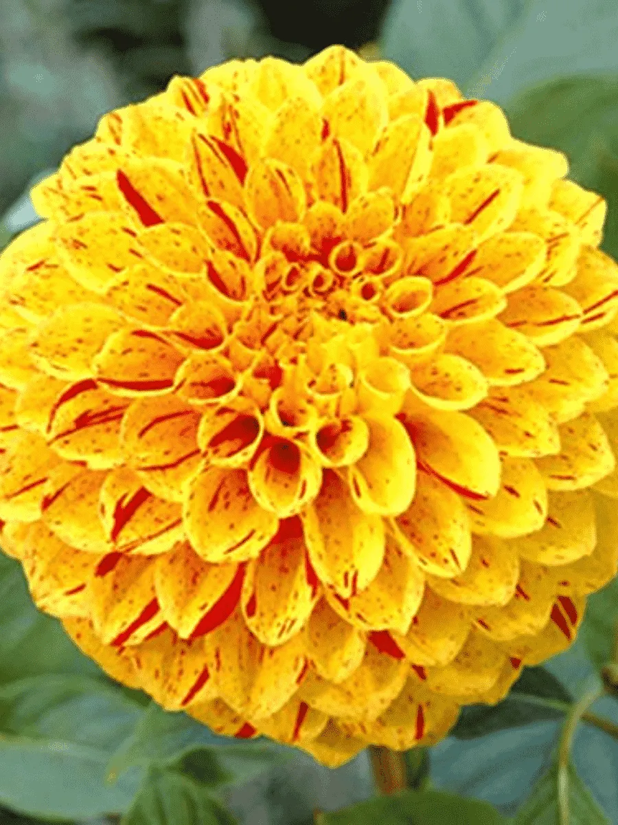 Георгина Funny Face