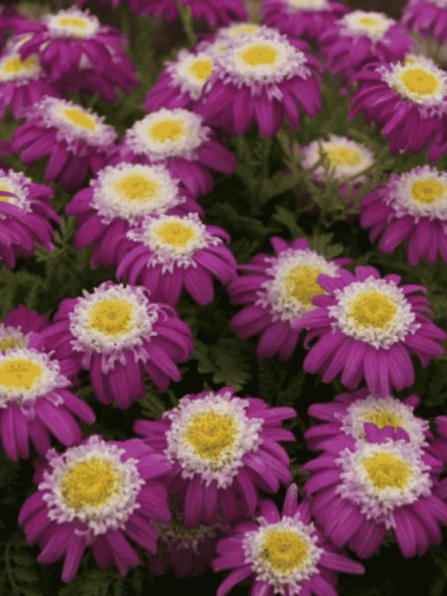 Танацетум  "Garden Treasure"