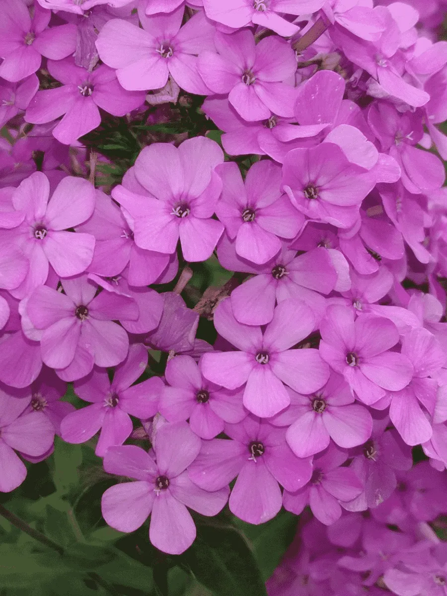 Флокс метельчатый Hesperis