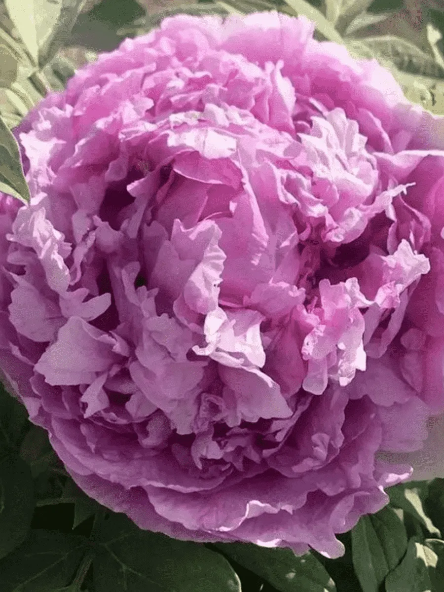 Пион древовидный Lavender Blue