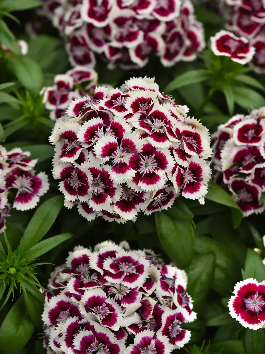 Гвоздика бородатая Dart Red White Picotee