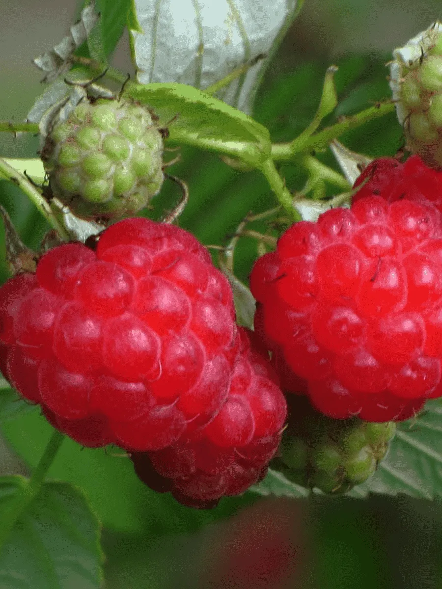 Малина обыкновенная Солнышко