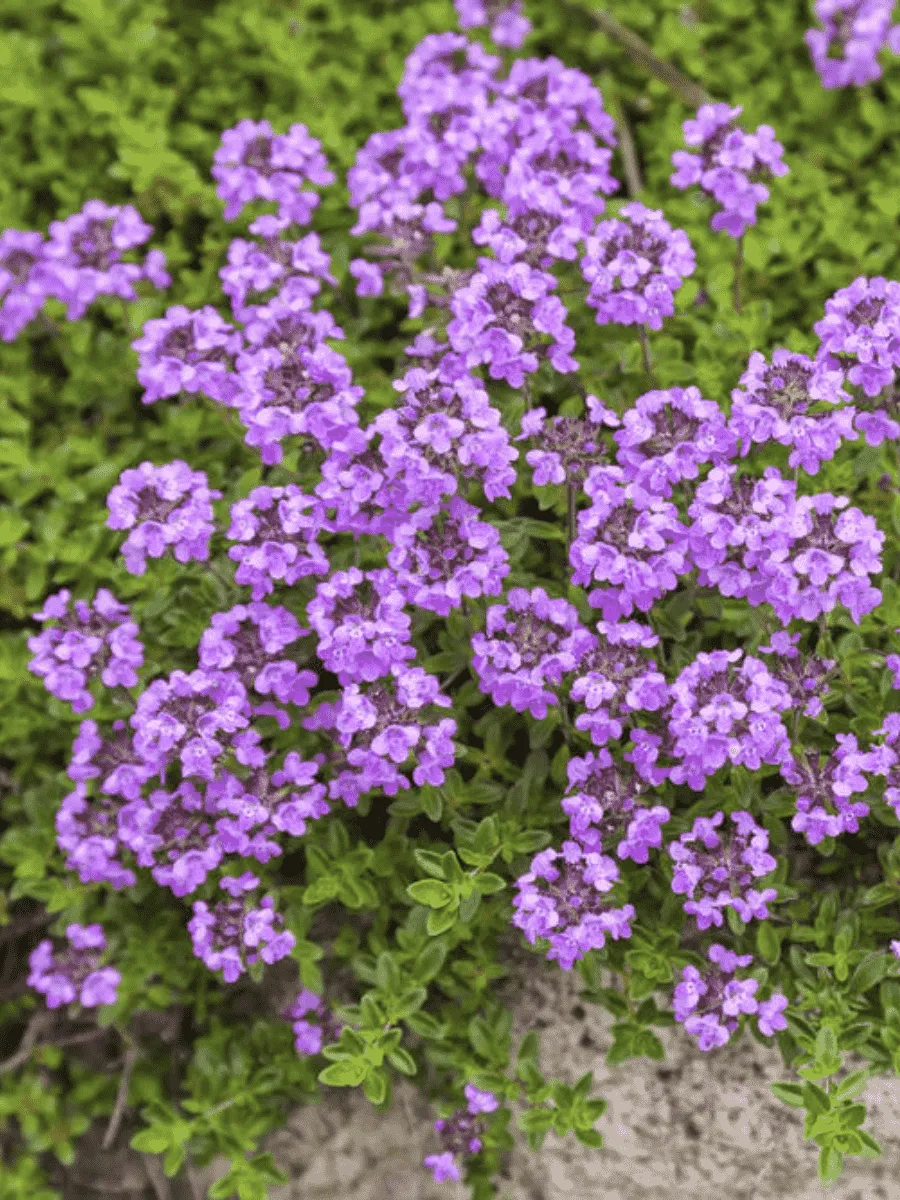 Тимьян Тимьян