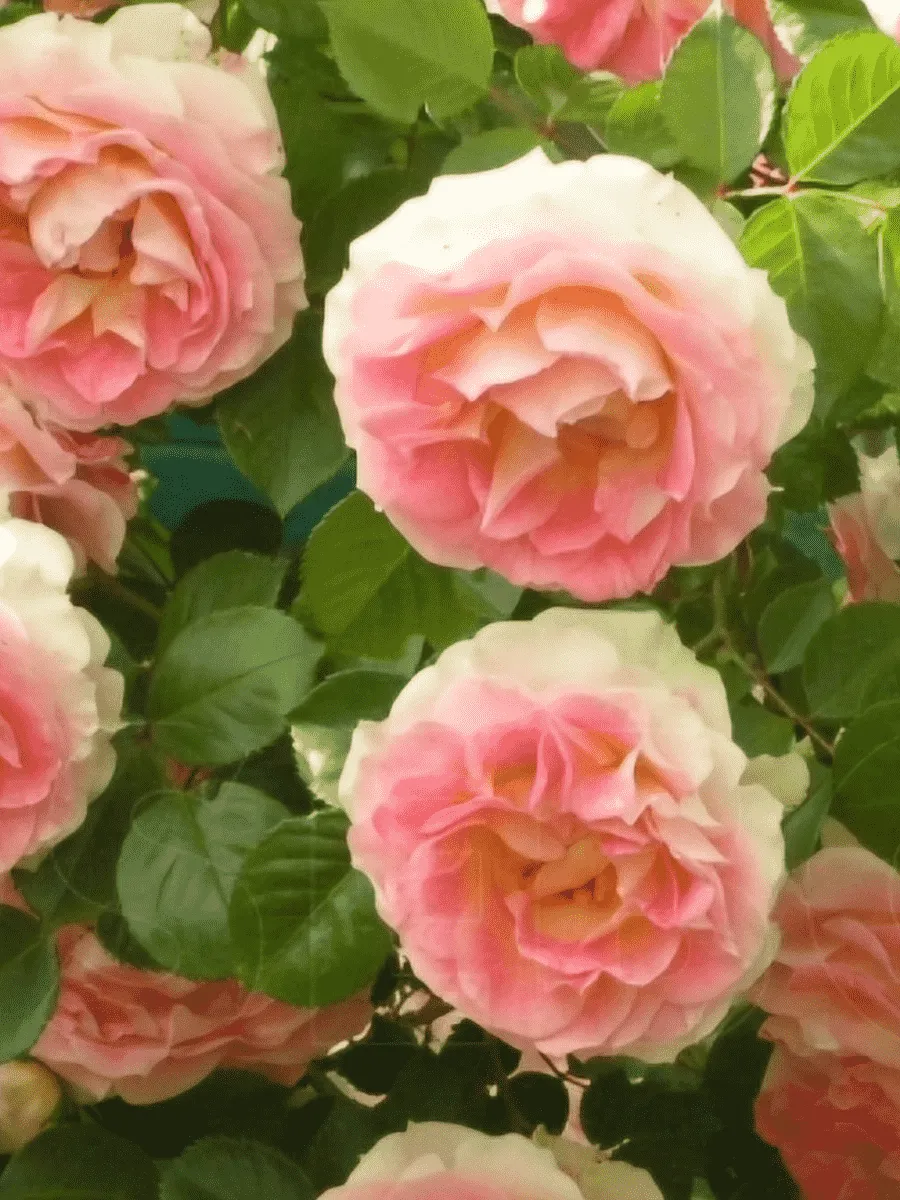 Роза Плетистая Cesar