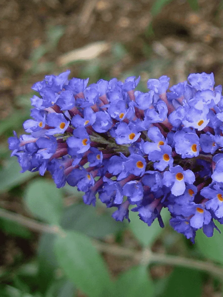 Буддлея давида Empire Blue