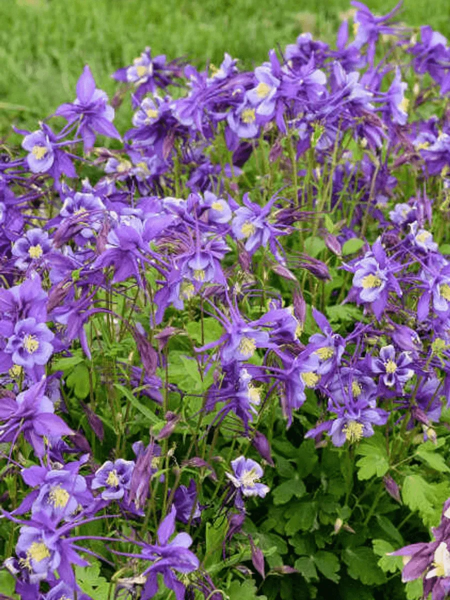 Аквилегия обыкновенная Early Bird Purple Blue Аквилегия обыкновенная Early Bird Purple Blue