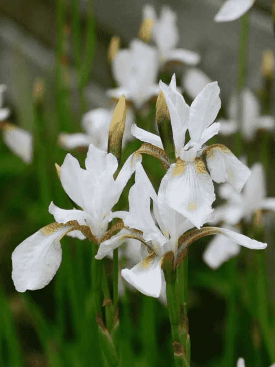 Ирис сибирский Snow Prince