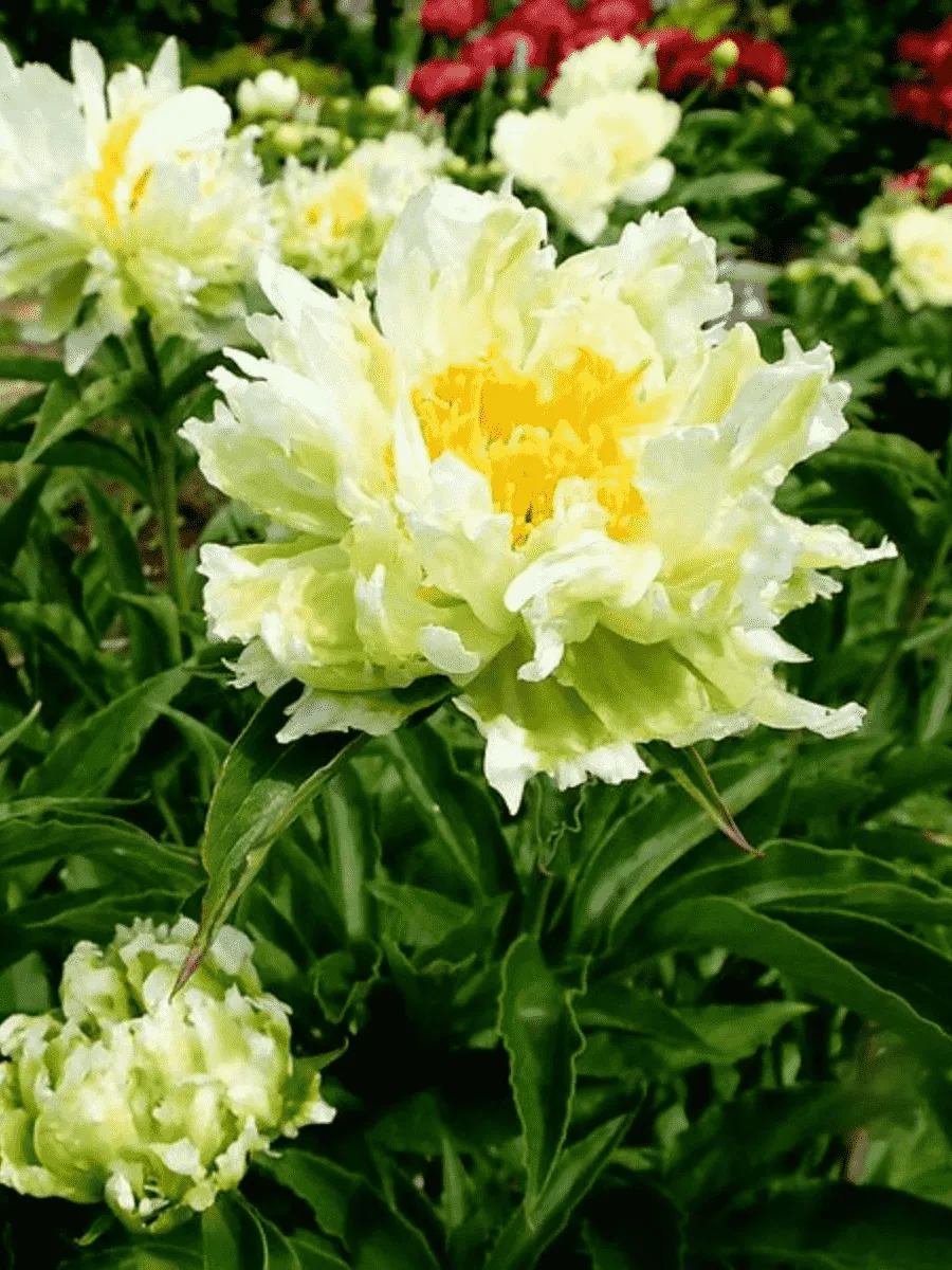 Пион Молочноцветковый Green Halo