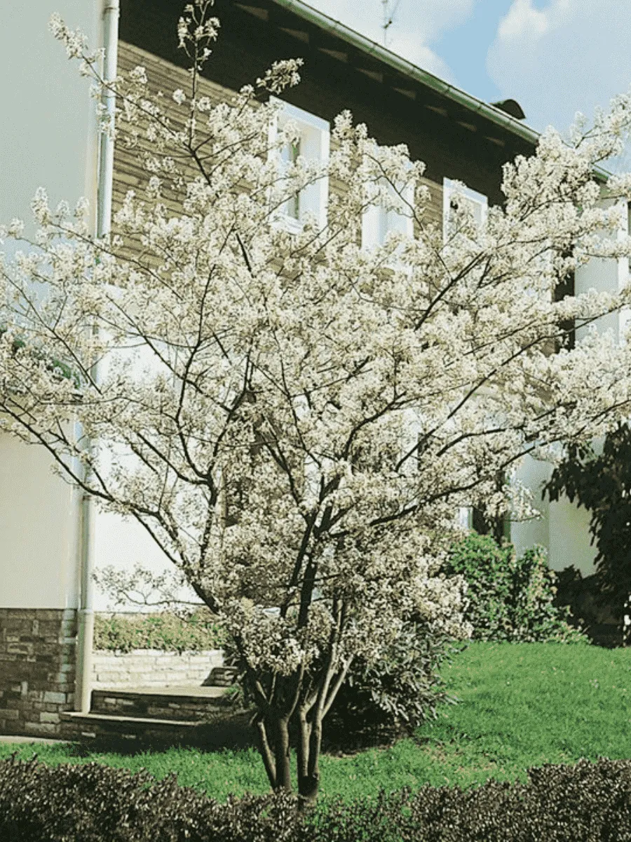 Ирга канадская  Prince William Ирга канадская  Prince William