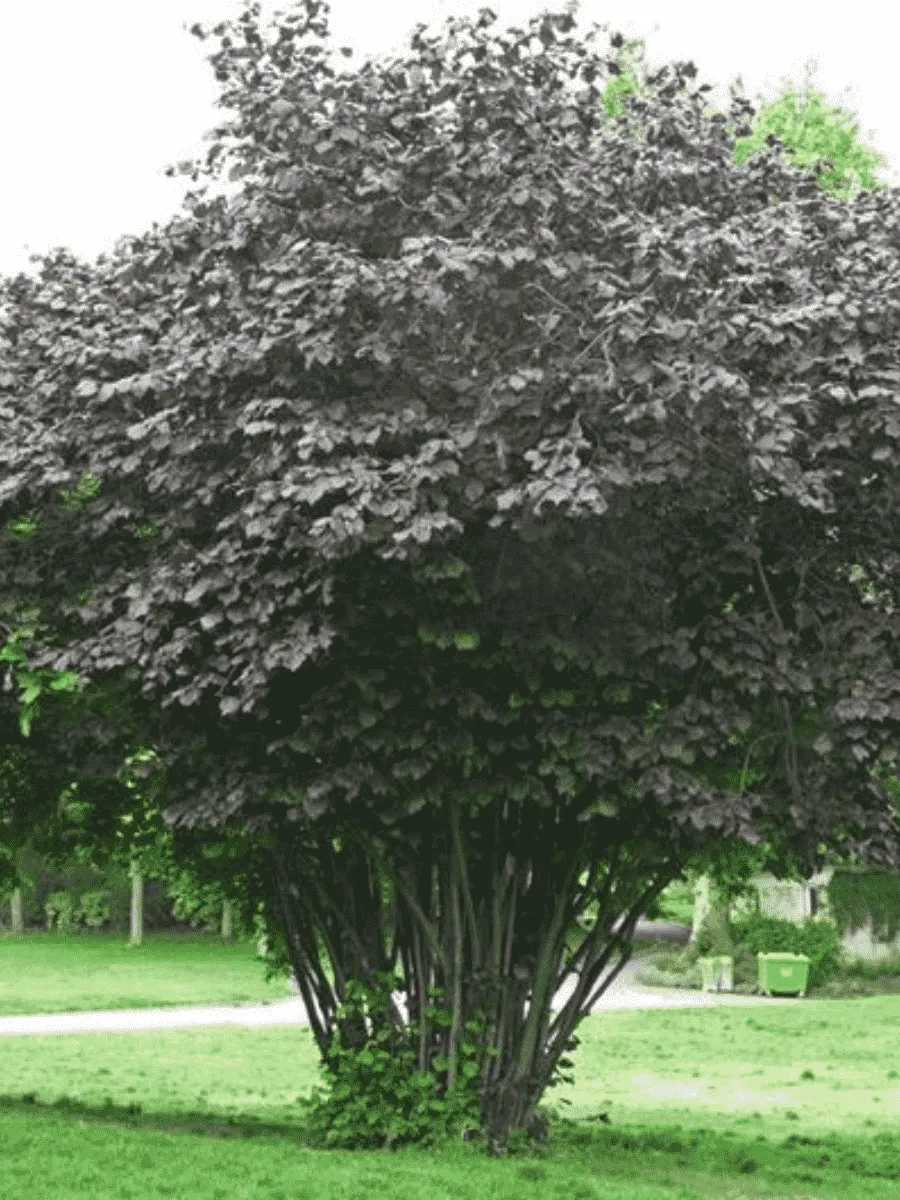 Фундук Maxima Purpurea Фундук Maxima Purpurea